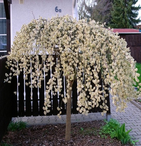 Salix caprea pendula hängende - salix,